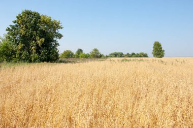 Yaban elması ve yaban elması. Malus, gülgiller (Rosaceae) familyasından bir elma ağacı cinsidir.