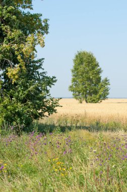 Yaban elması ve yaban elması. Malus, gülgiller (Rosaceae) familyasından bir elma ağacı cinsidir.