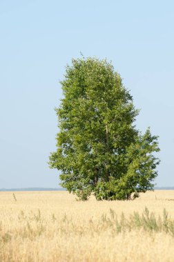 Yaban elması ve yaban elması. Malus, gülgiller (Rosaceae) familyasından bir elma ağacı cinsidir.