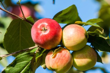 Yaban elması ve yaban elması. Malus, gülgiller (Rosaceae) familyasından bir elma ağacı cinsidir.