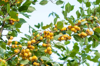 Yaban elması ve yaban elması. Malus, gülgiller (Rosaceae) familyasından bir elma ağacı cinsidir.