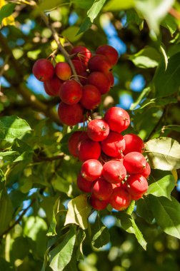 Yaban elması ve yaban elması. Malus, gülgiller (Rosaceae) familyasından bir elma ağacı cinsidir.