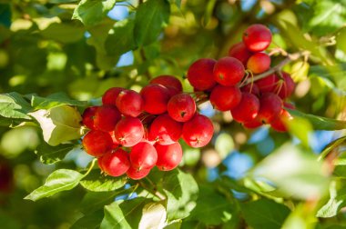 Yaban elması ve yaban elması. Malus, gülgiller (Rosaceae) familyasından bir elma ağacı cinsidir.