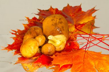 Boletus mantar, sonbahar akçaağaç yaprakları.