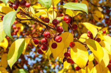 Yaban elması ve yaban elması. Malus, gülgiller (Rosaceae) familyasından bir elma ağacı cinsidir.