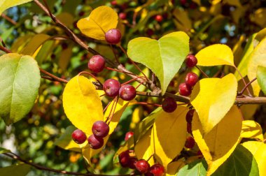 Yaban elması ve yaban elması. Malus, gülgiller (Rosaceae) familyasından bir elma ağacı cinsidir.