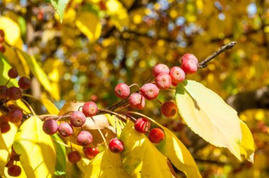 Yaban elması ve yaban elması. Malus, gülgiller (Rosaceae) familyasından bir elma ağacı cinsidir.