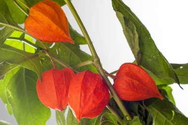 Physalis. Avrupa çalı 