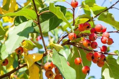Yaban elması ve yaban elması. Malus, gülgiller (Rosaceae) familyasından bir elma ağacı cinsidir.