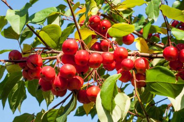 Yaban elması ve yaban elması. Malus, gülgiller (Rosaceae) familyasından bir elma ağacı cinsidir.