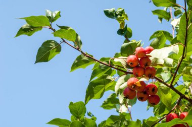 Yaban elması ve yaban elması. Malus, gülgiller (Rosaceae) familyasından bir elma ağacı cinsidir.