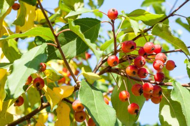 Yaban elması ve yaban elması. Malus, gülgiller (Rosaceae) familyasından bir elma ağacı cinsidir.