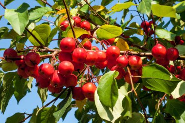 Yaban elması ve yaban elması. Malus, gülgiller (Rosaceae) familyasından bir elma ağacı cinsidir.