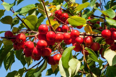 Yaban elması ve yaban elması. Malus, gülgiller (Rosaceae) familyasından bir elma ağacı cinsidir.