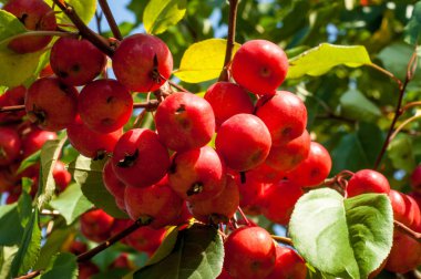 Yaban elması ve yaban elması. Malus, gülgiller (Rosaceae) familyasından bir elma ağacı cinsidir.