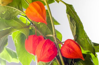 Physalis. Avrupa çalı 