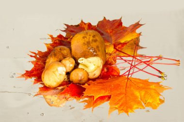 Boletus mantar, sonbahar akçaağaç yaprakları.