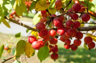 Yaban elması ve yaban elması. Malus, gülgiller (Rosaceae) familyasından bir elma ağacı cinsidir.