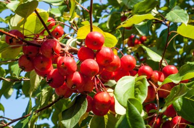 Yaban elması ve yaban elması. Malus, gülgiller (Rosaceae) familyasından bir elma ağacı cinsidir.