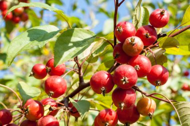 Yaban elması ve yaban elması. Malus, gülgiller (Rosaceae) familyasından bir elma ağacı cinsidir.