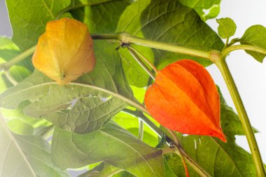 Physalis. Avrupa çalı 