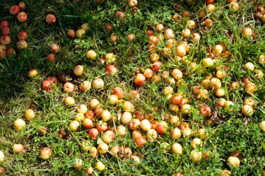 Yaban elması ve yaban elması. Malus, gülgiller (Rosaceae) familyasından bir elma ağacı cinsidir.