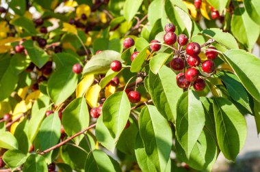 Yaban elması ve yaban elması. Malus, gülgiller (Rosaceae) familyasından bir elma ağacı cinsidir.