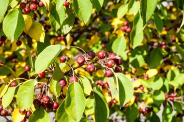 Yaban elması ve yaban elması. Malus, gülgiller (Rosaceae) familyasından bir elma ağacı cinsidir.