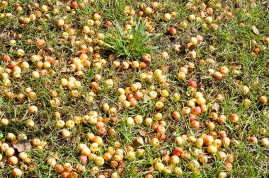 Yaban elması ve yaban elması. Malus, gülgiller (Rosaceae) familyasından bir elma ağacı cinsidir.