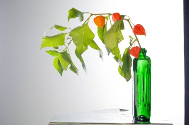 Physalis. Avrupa çalı 