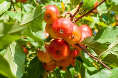 Yaban elması ve yaban elması. Malus, gülgiller (Rosaceae) familyasından bir elma ağacı cinsidir.