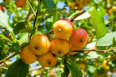 Yaban elması ve yaban elması. Malus, gülgiller (Rosaceae) familyasından bir elma ağacı cinsidir.