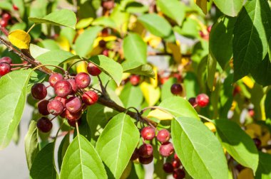 Yaban elması ve yaban elması. Malus, gülgiller (Rosaceae) familyasından bir elma ağacı cinsidir.