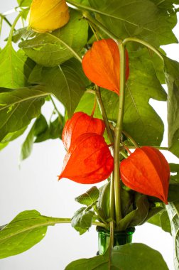 Physalis. Avrupa çalı 