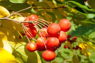 Yaban elması ve yaban elması. Malus, gülgiller (Rosaceae) familyasından bir elma ağacı cinsidir.