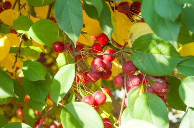 Yaban elması ve yaban elması. Malus, gülgiller (Rosaceae) familyasından bir elma ağacı cinsidir.