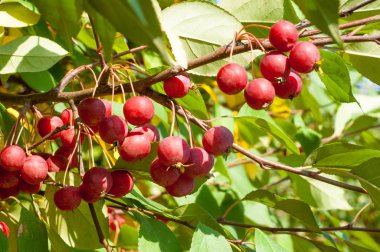 Yaban elması ve yaban elması. Malus, gülgiller (Rosaceae) familyasından bir elma ağacı cinsidir.