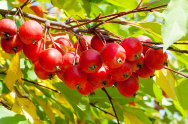 Yaban elması ve yaban elması. Malus, gülgiller (Rosaceae) familyasından bir elma ağacı cinsidir.