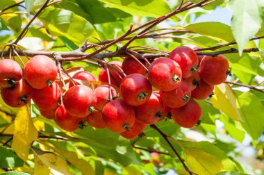 Yaban elması ve yaban elması. Malus, gülgiller (Rosaceae) familyasından bir elma ağacı cinsidir.