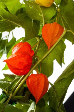 Physalis. Avrupa çalı 