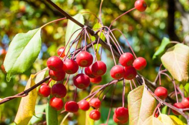 Crabapple and Wild apple. Malus  is a genus of about  species of small deciduous apple trees or shrubs in the family Rosaceae clipart