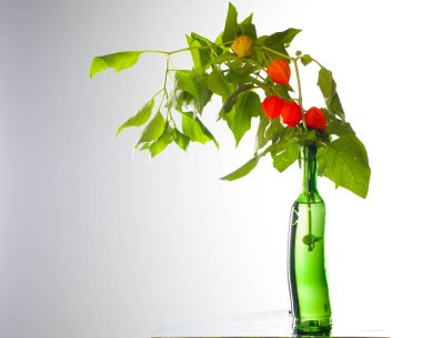 Physalis. Avrupa çalı 