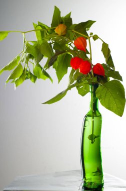 Physalis. Avrupa çalı 