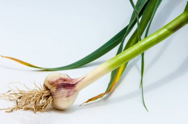 sarımsak. Sarımsak yaprak kök üzerinde olgunlaşmış değil. bir lezzet yemek ve bitkisel ilaç olarak kullanılan bir güçlü kokulu keskin tatma ampul,.