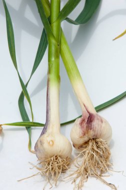 sarımsak. Sarımsak yaprak kök üzerinde olgunlaşmış değil. bir lezzet yemek ve bitkisel ilaç olarak kullanılan bir güçlü kokulu keskin tatma ampul,.