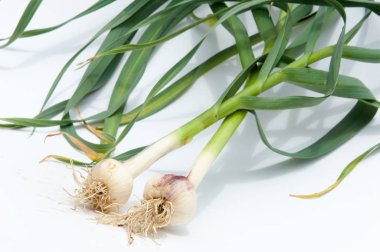 sarımsak. Sarımsak yaprak kök üzerinde olgunlaşmış değil. bir lezzet yemek ve bitkisel ilaç olarak kullanılan bir güçlü kokulu keskin tatma ampul,.