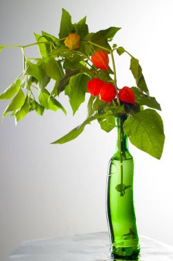 Physalis. Avrupa çalı 