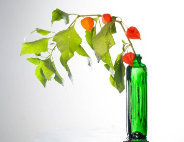 Physalis. Avrupa çalı 