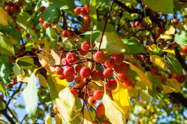 Yaban elması ve yaban elması. Malus, gülgiller (Rosaceae) familyasından bir elma ağacı cinsidir.