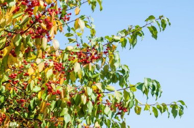 Yaban elması ve yaban elması. Malus, gülgiller (Rosaceae) familyasından bir elma ağacı cinsidir.